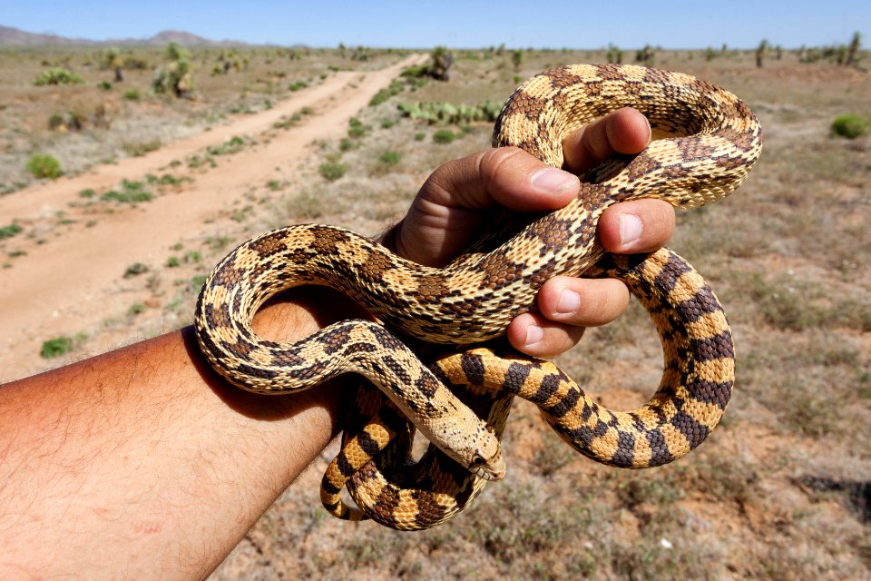 Pituophis catenifer affinis
