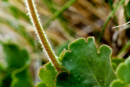 Heuchera parvifolia photo