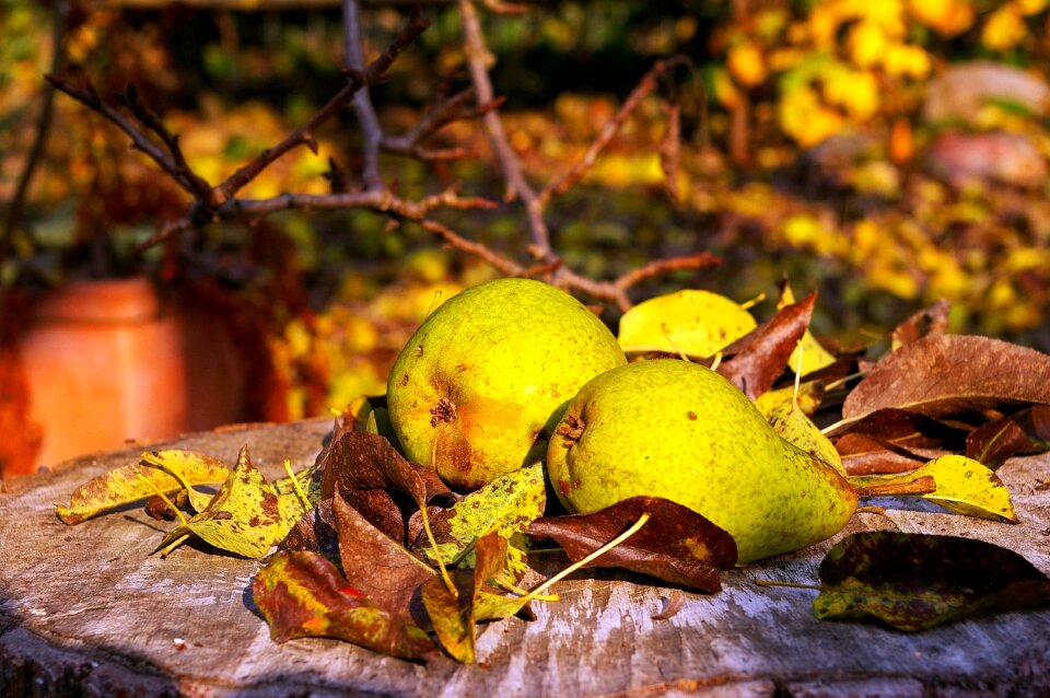 Autumn fruits ripe