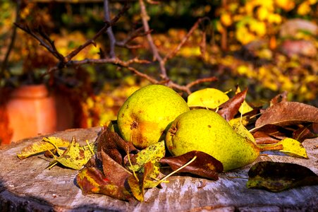Autumn fruits ripe