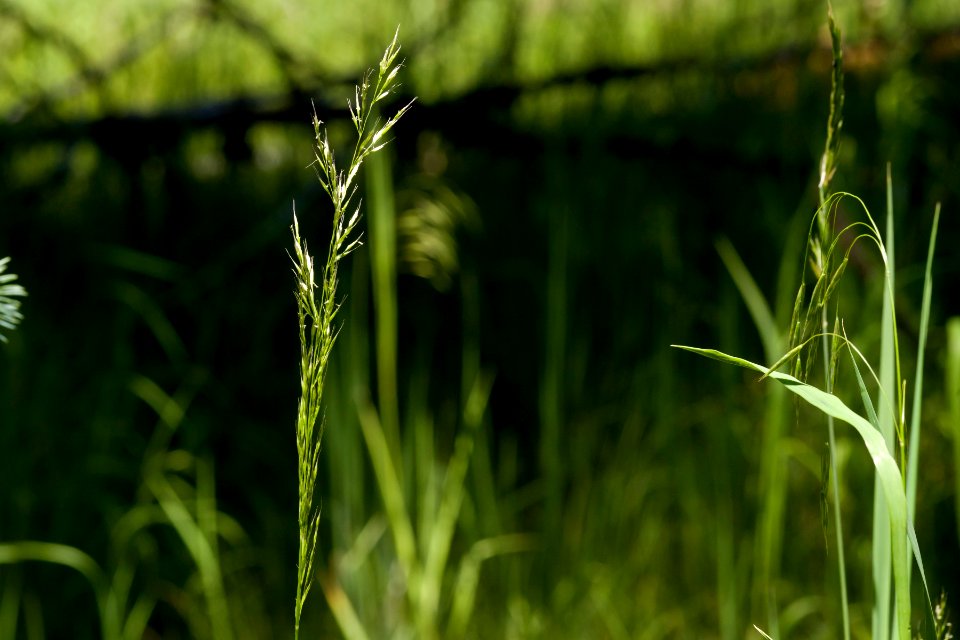 Trisetum montanum