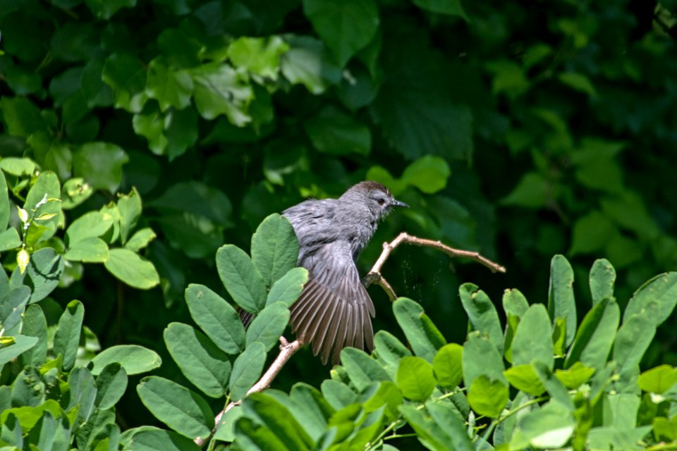 Gray Catbird 06-16-2018 132