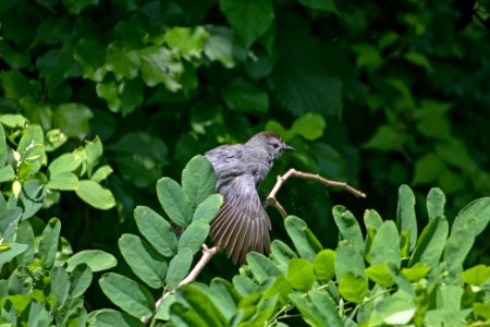 Gray Catbird 06-16-2018 132
