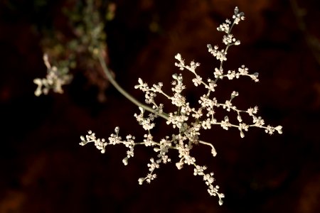Eriogonum annuum