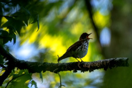 2019 Walk for the Woods Bacon Ridge Natural Area 054 Oven Bird