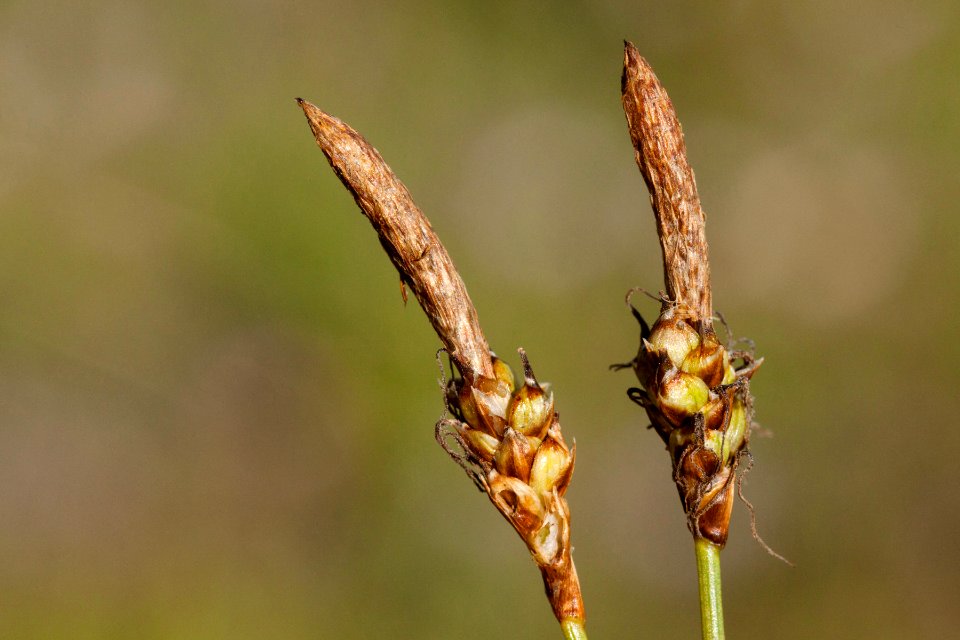 <i>Carex oreocharis</i>