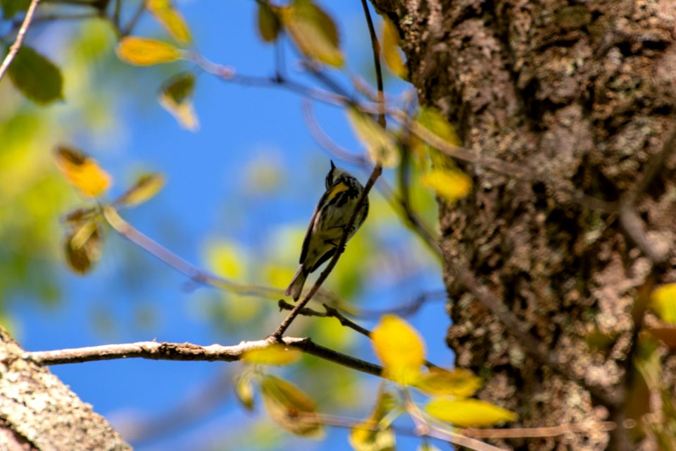 2019 Walk for the Woods Bacon Ridge Natural Area 083 Yellow Rumped Warbler