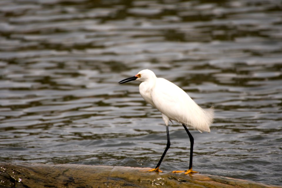 Snowy Egret 06-08-2018 45