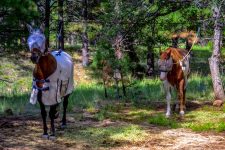 Little Elden Springs Horse Camp
