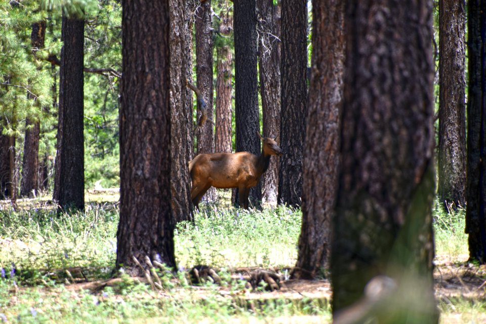 Elk in the woods