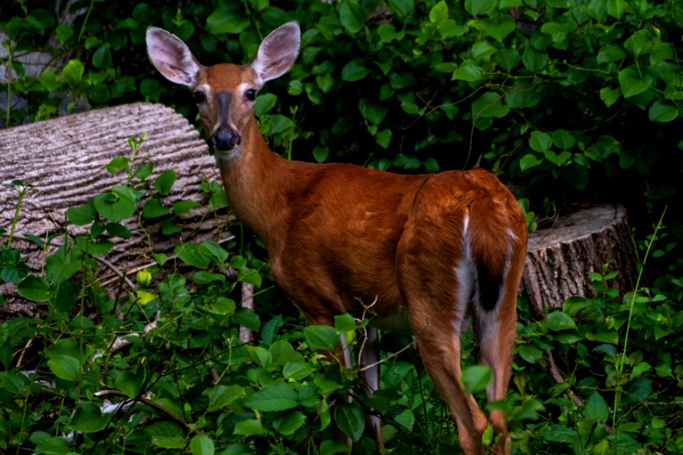 White-Tailed Deer 06-29-2019 02