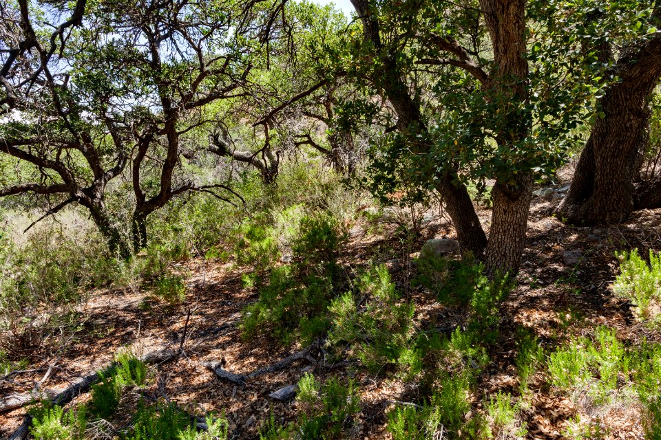Owl Canyon