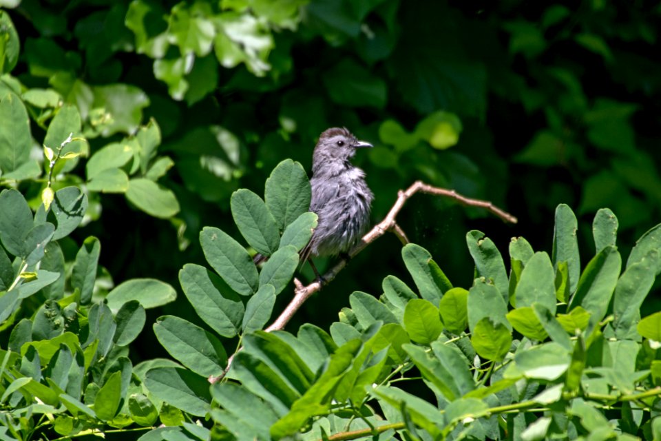 Gray Catbird 06-16-2018 002