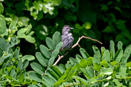 Gray Catbird 06-16-2018 002