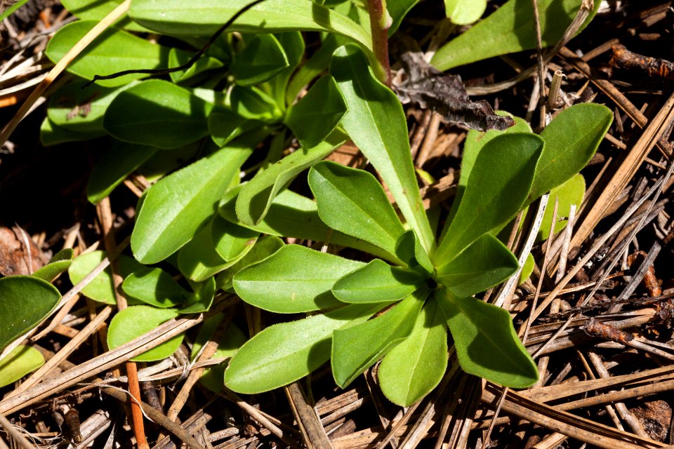 Townsendia formosa