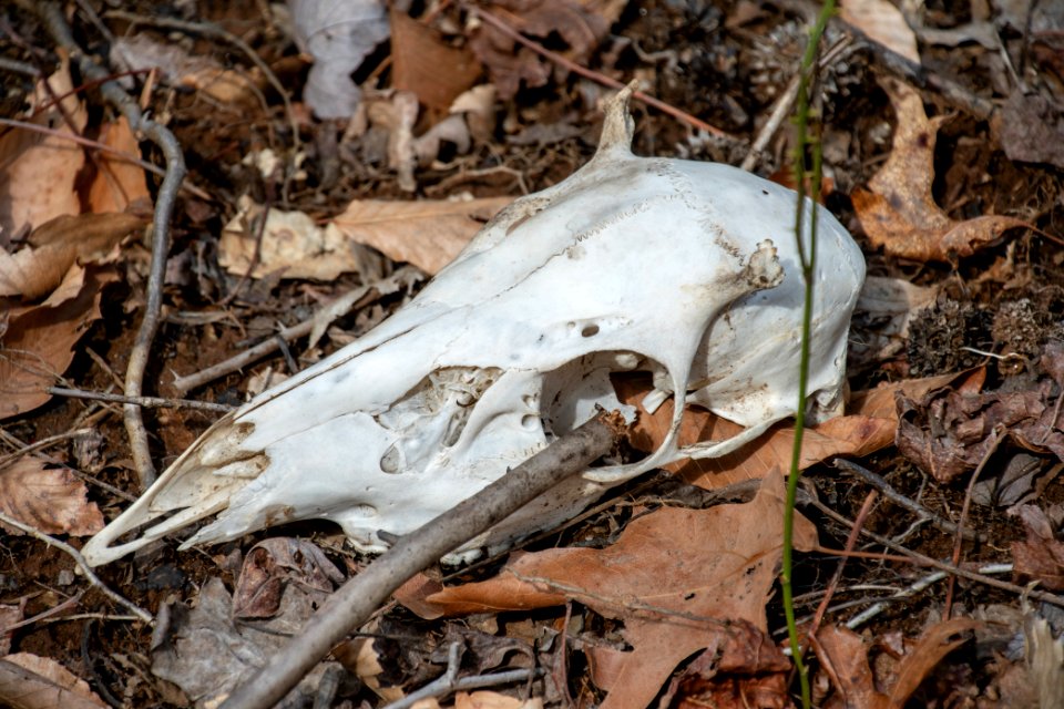 2019 Bacon Ridge History Hike 132
