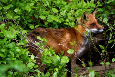 Red Fox 05-06-2018 061 photo