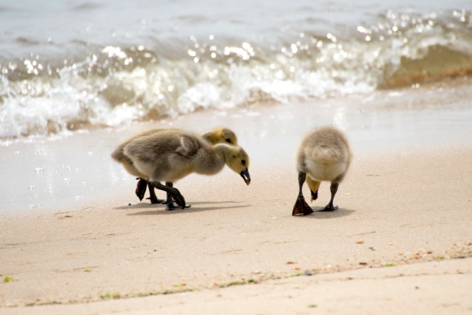 Canada Geese 06-08-2018 18 Goslings