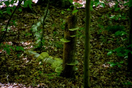 2019 Walk for the Woods Bacon Ridge Natural Area 241