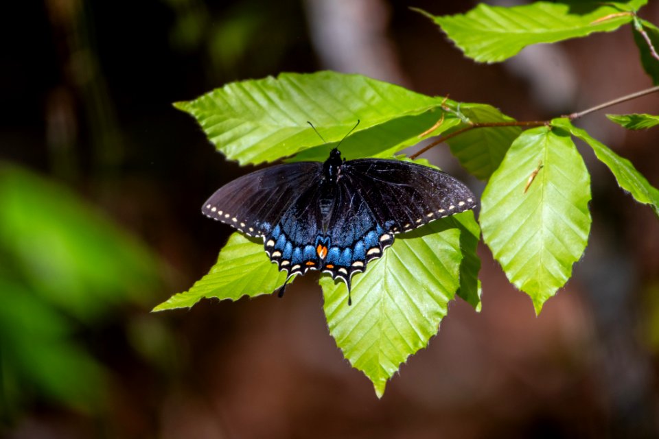 2019 Walk for the Woods Bacon Ridge Natural Area 184