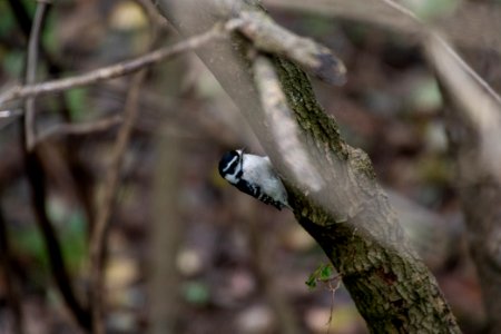 Downy Woodpecker 10-28-2018 08 Female photo