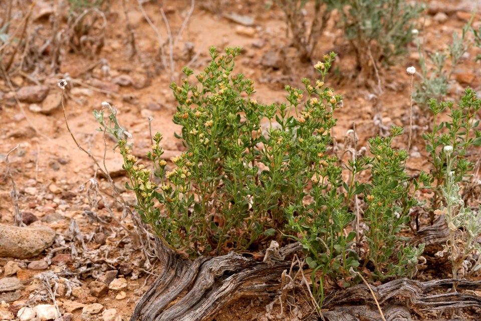 Eriogonum abertianum var. cyclosepalum