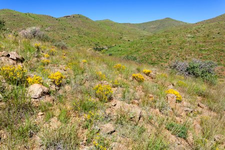 Near Wicks Gulch