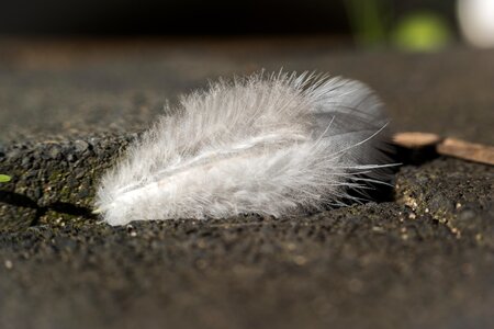 Fluffy tender plumage