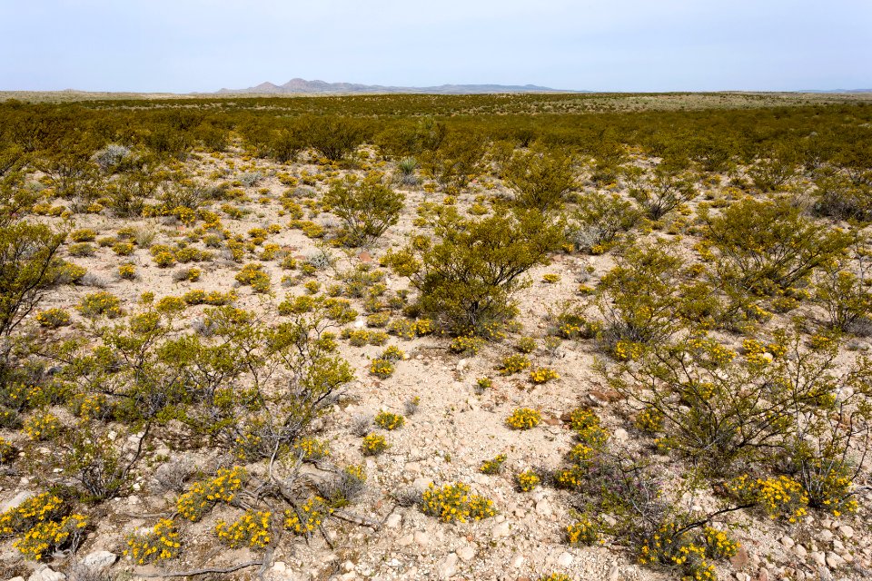 South of the Big Burro Mountains