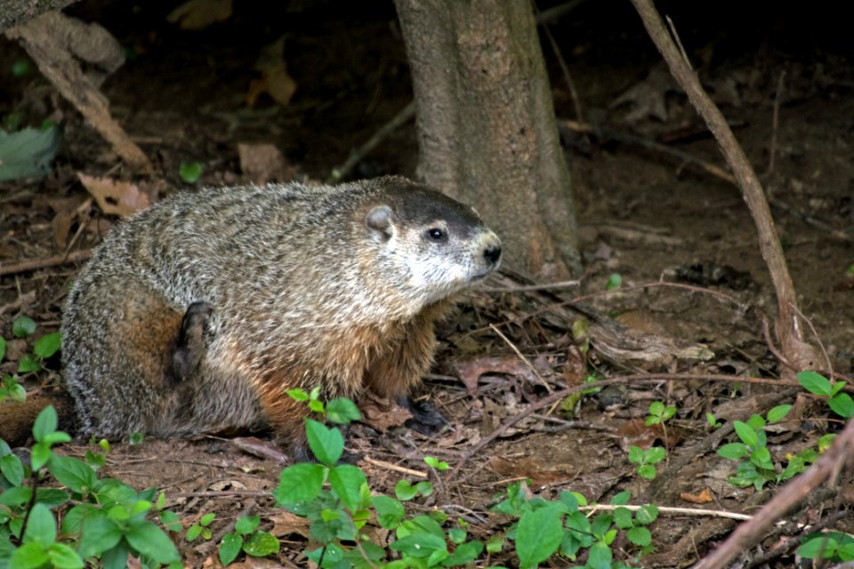 Ground Hog 08-26-2018 27