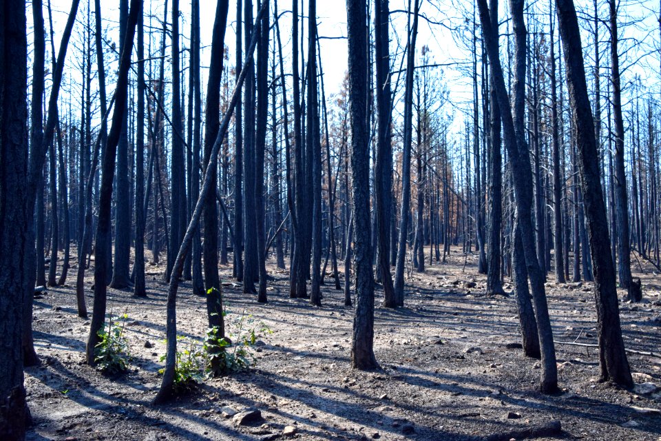 Tinder Fire Burn Scar Area