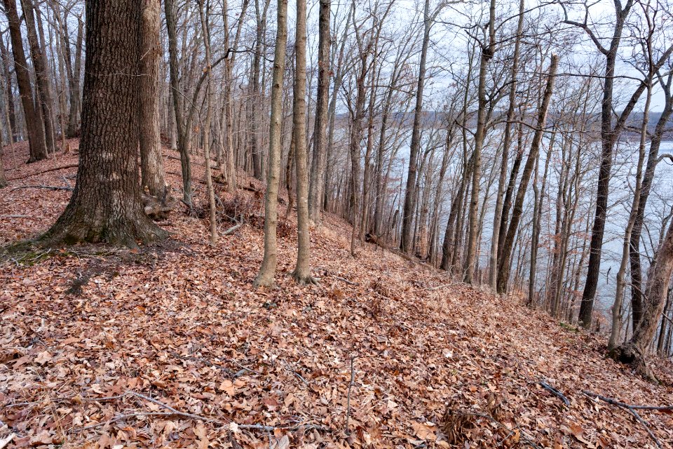 Near Monroe Lake