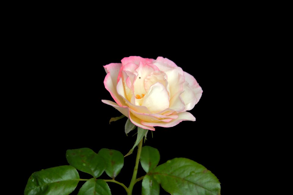 Flower vicky pink