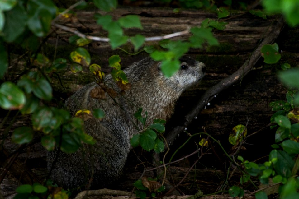 Ground Hog 08-26-2018 40