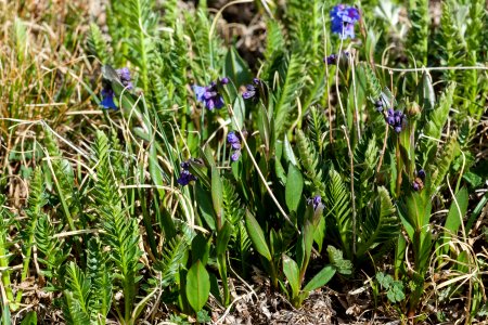 Mertensia alpina
