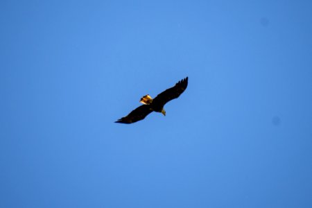2019 Walk for the Woods Bacon Ridge Natural Area 166 Bald Eagle