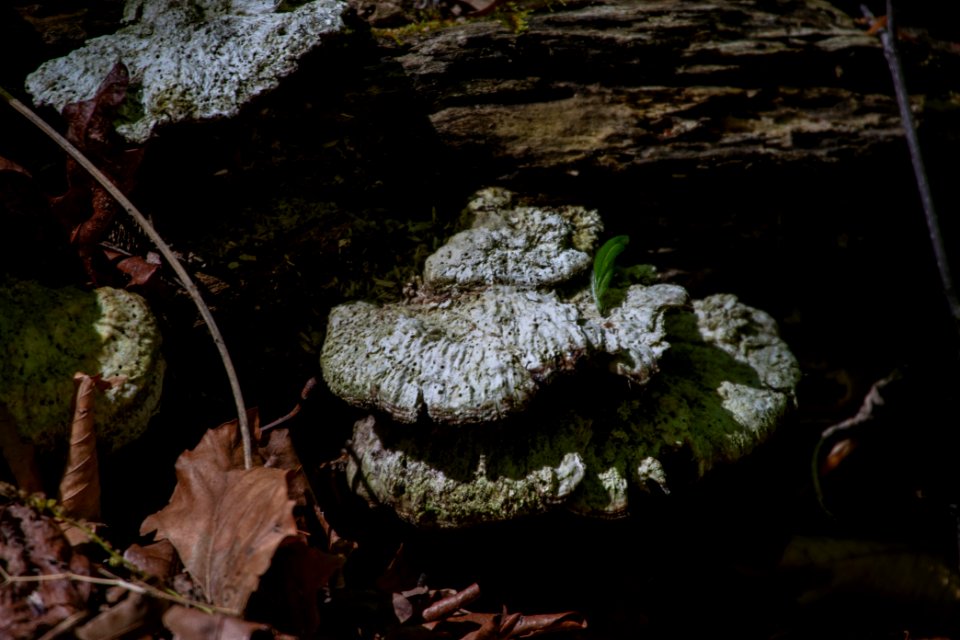 2019 Walk for the Woods Bacon Ridge Natural Area 226