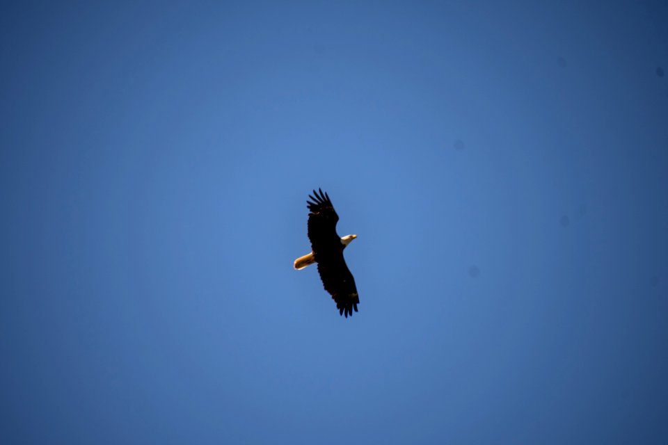 2019 Walk for the Woods Bacon Ridge Natural Area 155 Bald Eagle