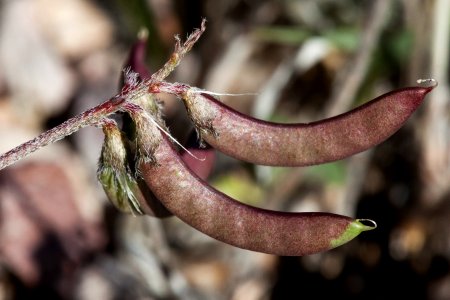 Astragalus emoryanus