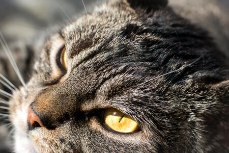 Animal portrait domestic cat cat's eyes
