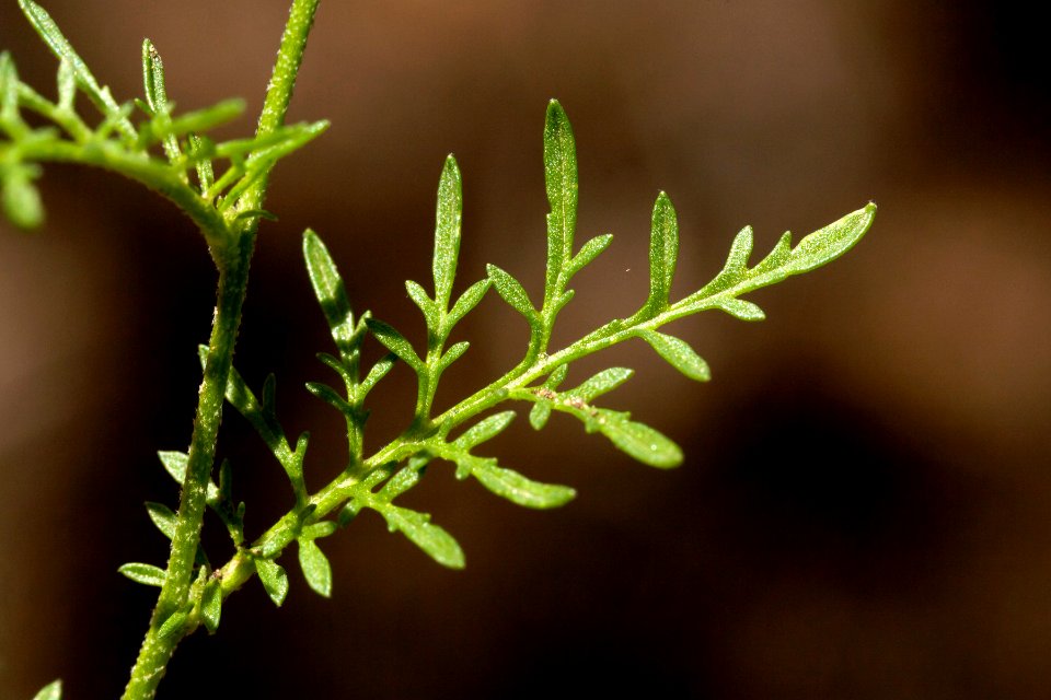 Descurainia pinnata subsp. glabra