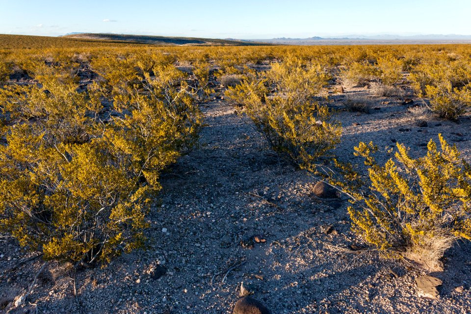 Northeastern Sierra de las Uvas