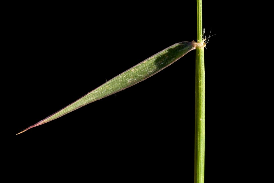 Aegilops triuncialis