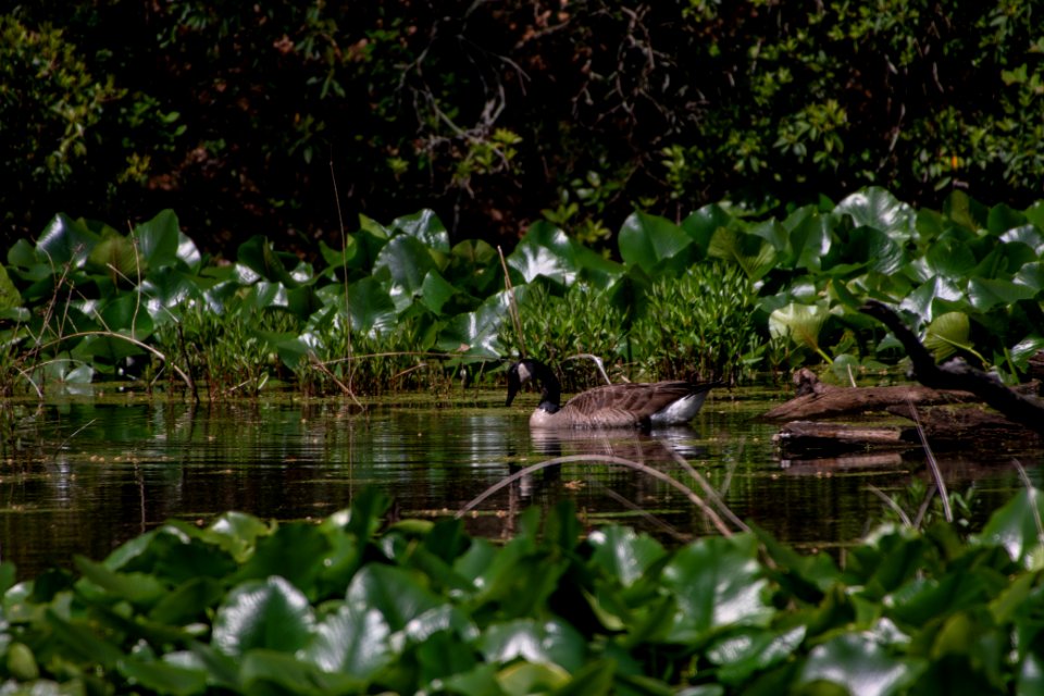 2019 Walk for the Woods Bacon Ridge Natural Area 211 Canada Goose