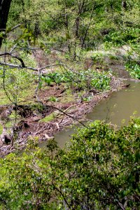 2019 Walk for the Woods Bacon Ridge Natural Area 221