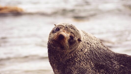 Animal seal water