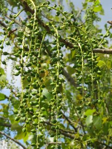 Catkins inflorescence macro