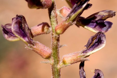 Astragalus tephrodes var. tephrodes