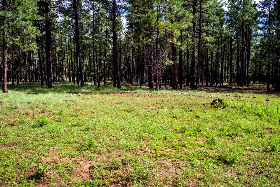 Wing Mountain Camping Area: FR 222A