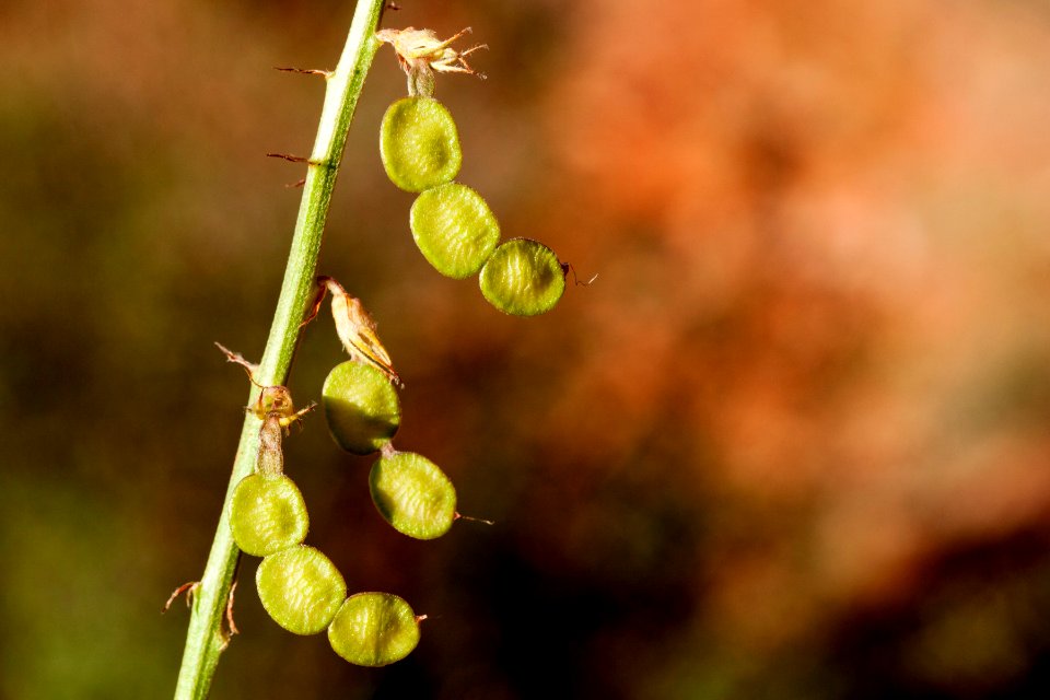Hedysarum boreale